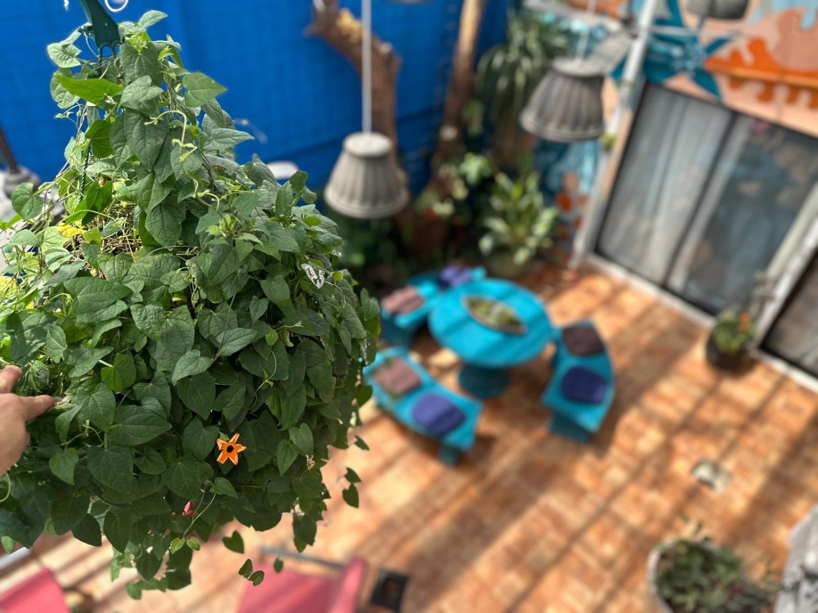 Jungla Urbana, Bnb Pavas Luaran gambar